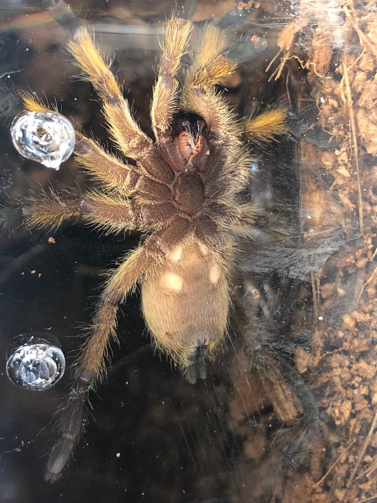 Harpactira Pulchripes