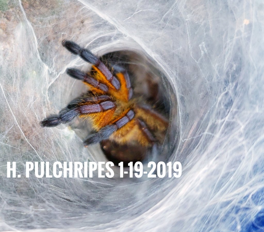 Harpactira pulchripes