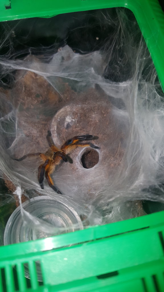 Harpactira pulchripes