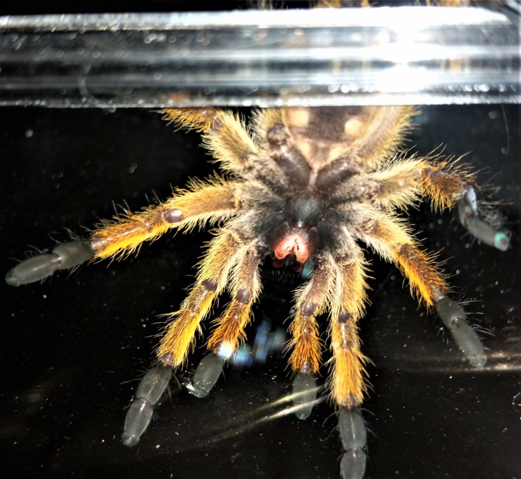 Harpactira pulchripes