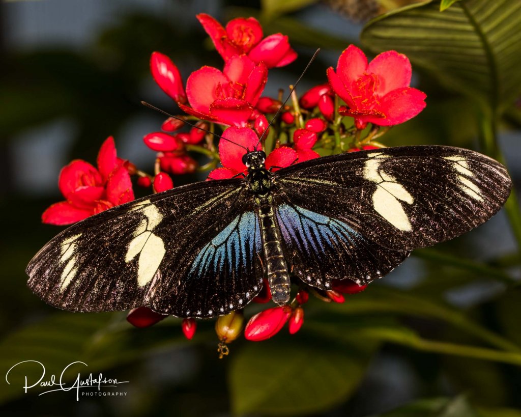 Heliconius doris, dorsal view