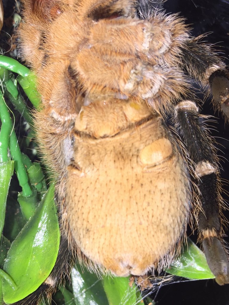 Hello. May i check if my a seemani is a male or female?