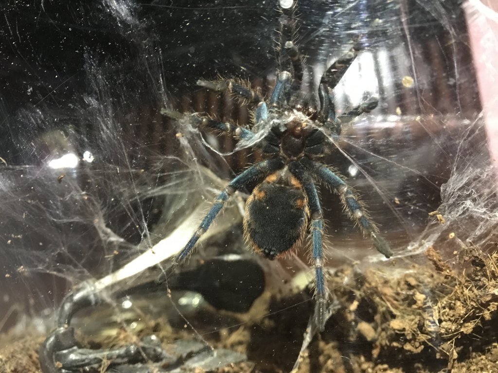 Help sexing my GBB