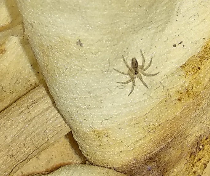 Help!!!  What is this spider species???