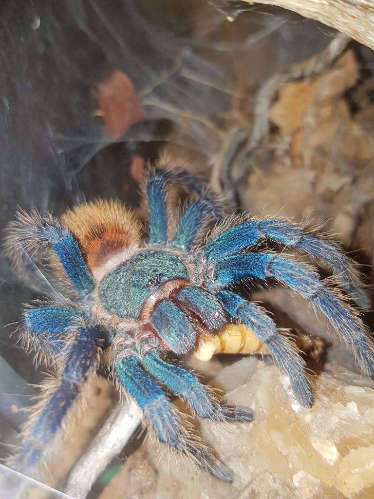 Her first mealworm