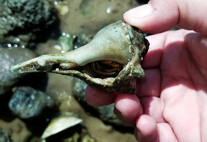 Hermit Crabs on the Beach