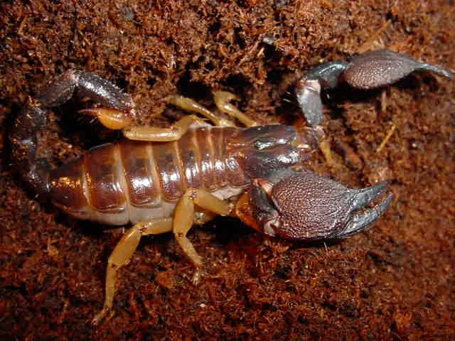 Heterometrus fulvipes