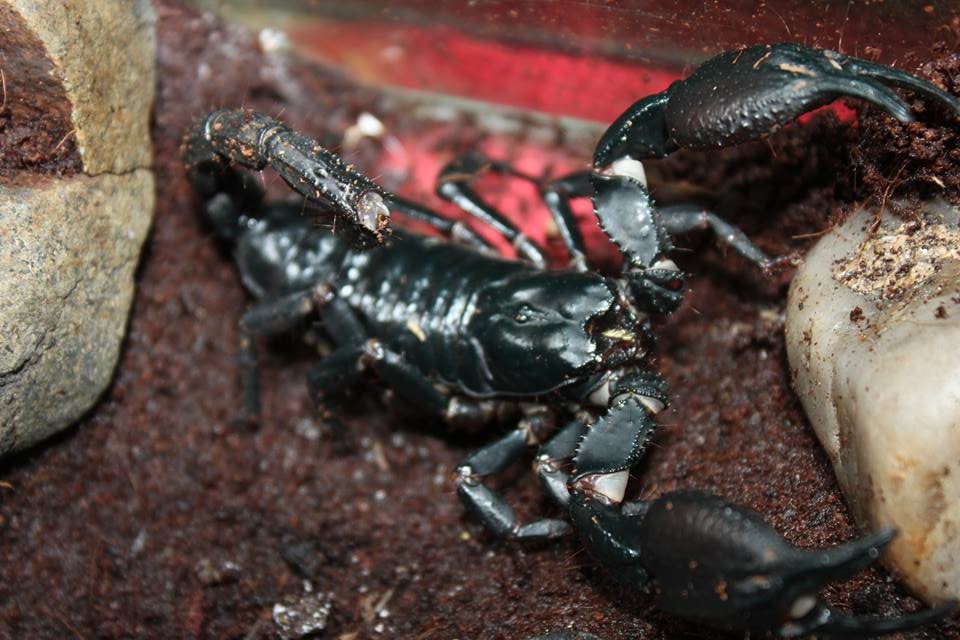 heterometrus petersii female