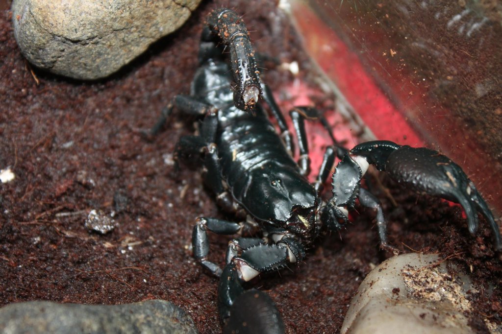 heterometrus petersii female