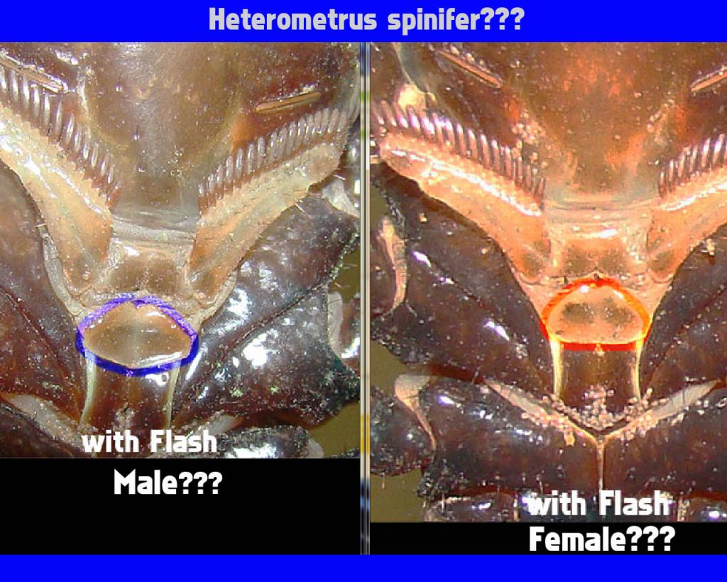 Heterometrus spinifer couple, ID and sexing
