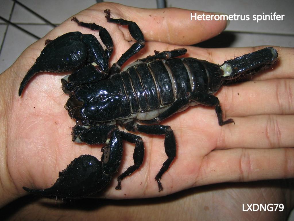 Heterometrus spinifer