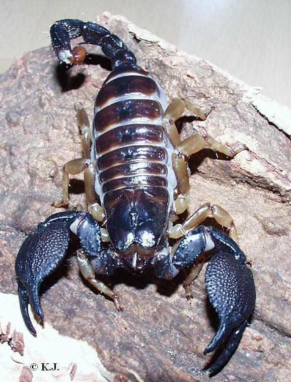 Heterometrus xanthopus from Pakistan