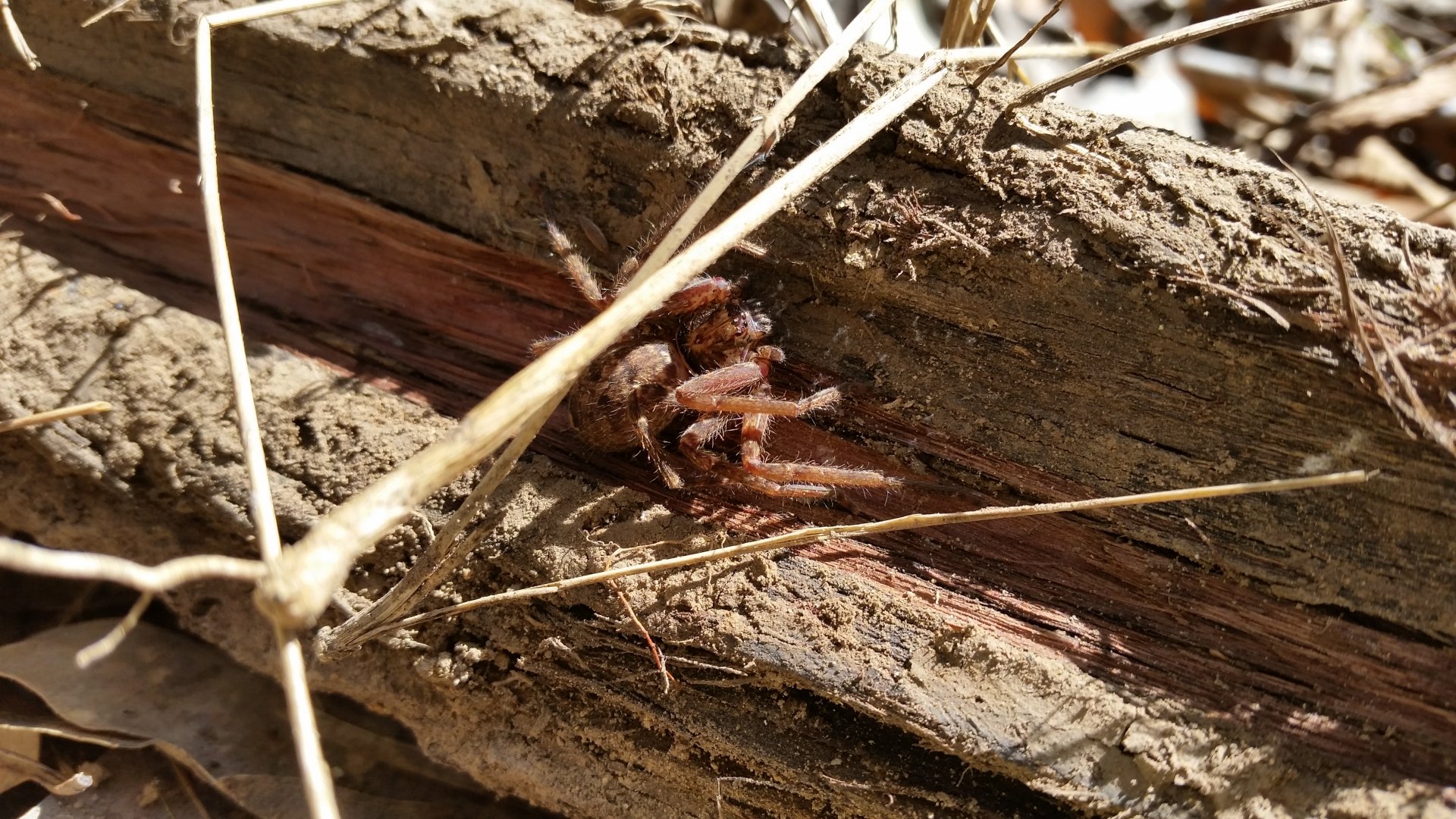 Heteropoda sp.