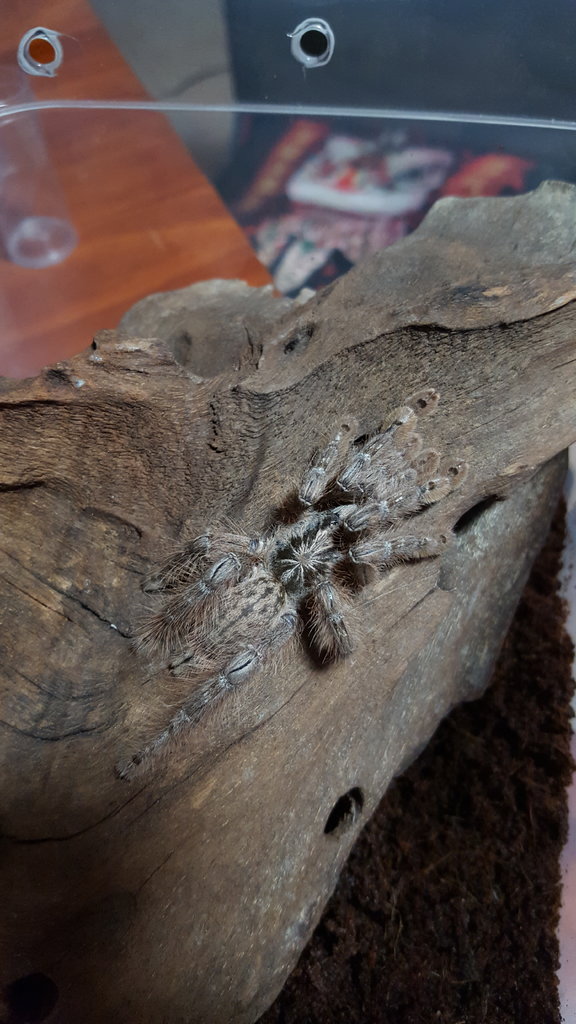 Heteroscodra Maculata or Stromatopelma Calceatum