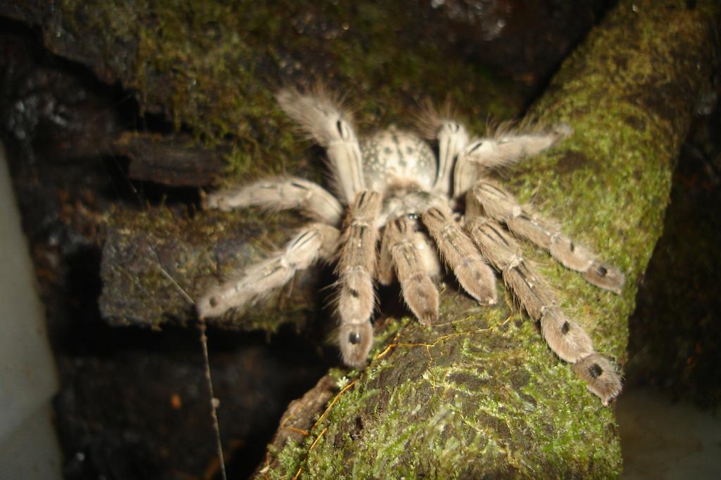 Heteroscodra Maculata