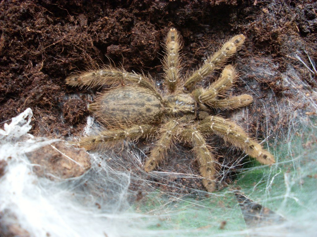 Heteroscodra maculata