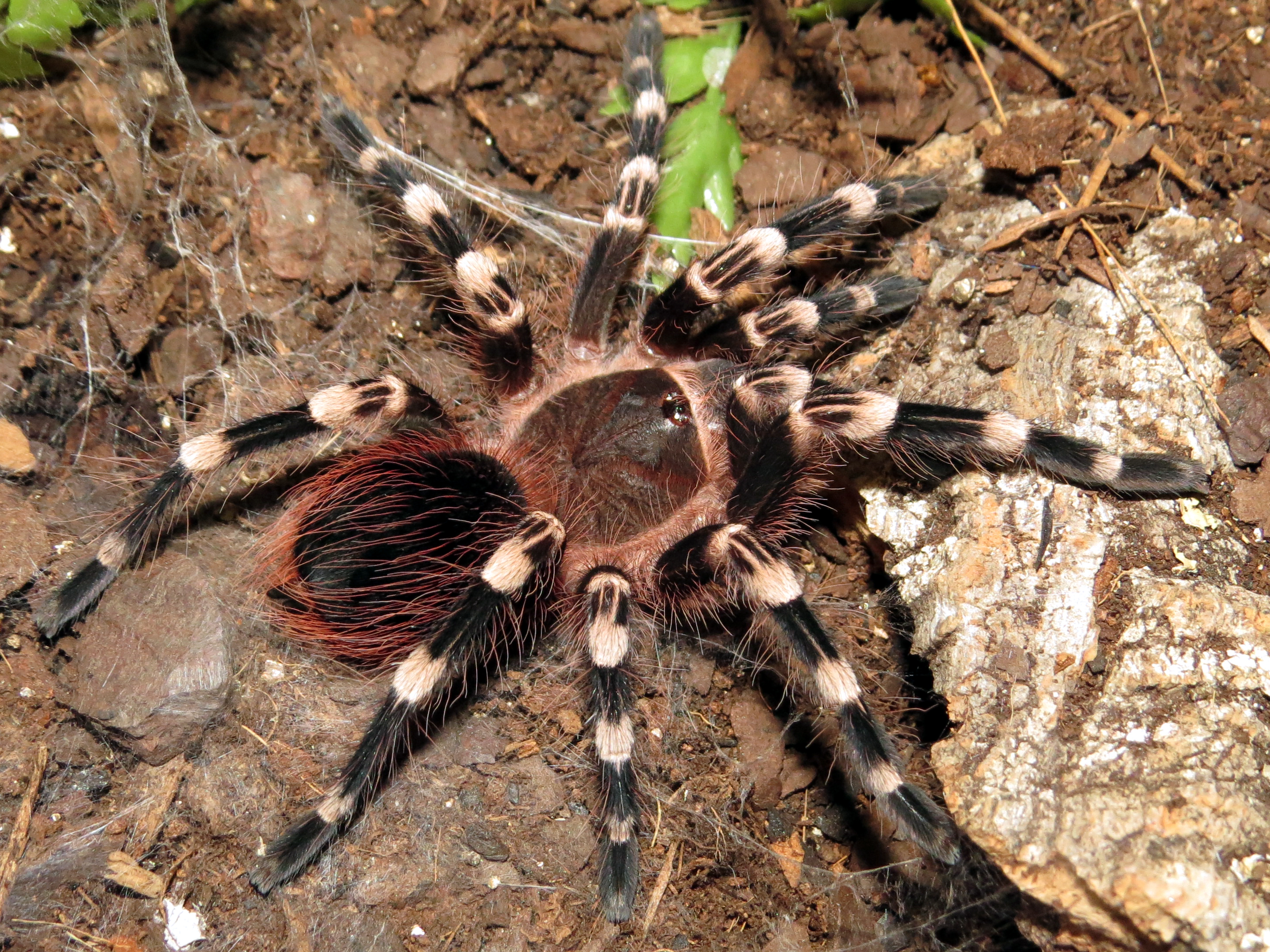 His New Suit (♂ Acanthoscurria geniculata 3.5")