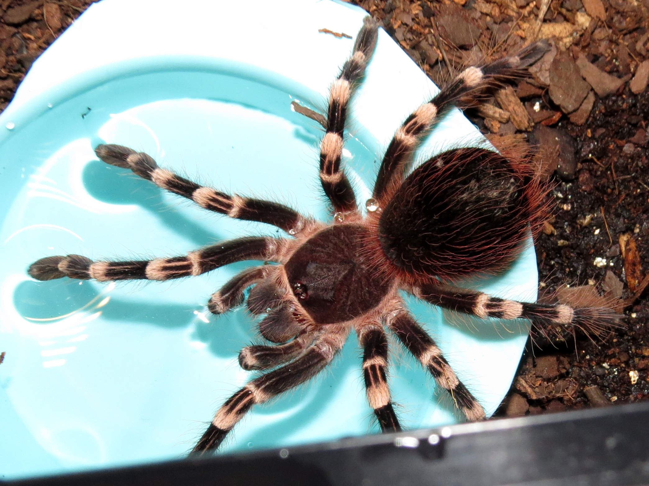 His Water Dish (♂ Acanthoscurria geniculata 4")