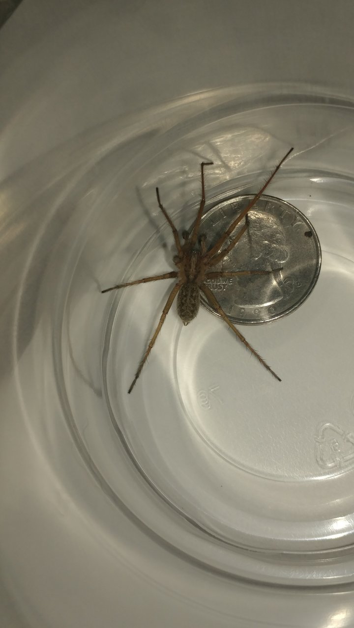 hobo or house spider?