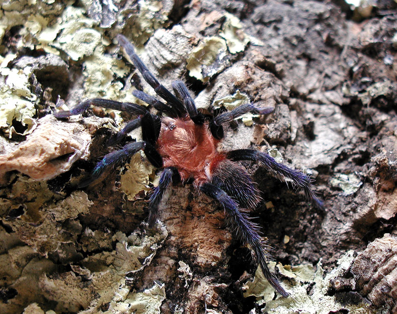 Holothele sp. "Norte de Santander"