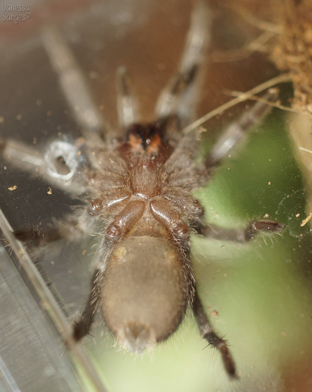 Homoeomma chilensis (formerly Euathlus sp. Red)  - 1-1.5"