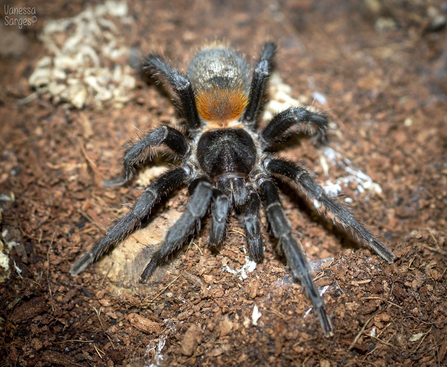 Homoeomma chilensis Mature Male