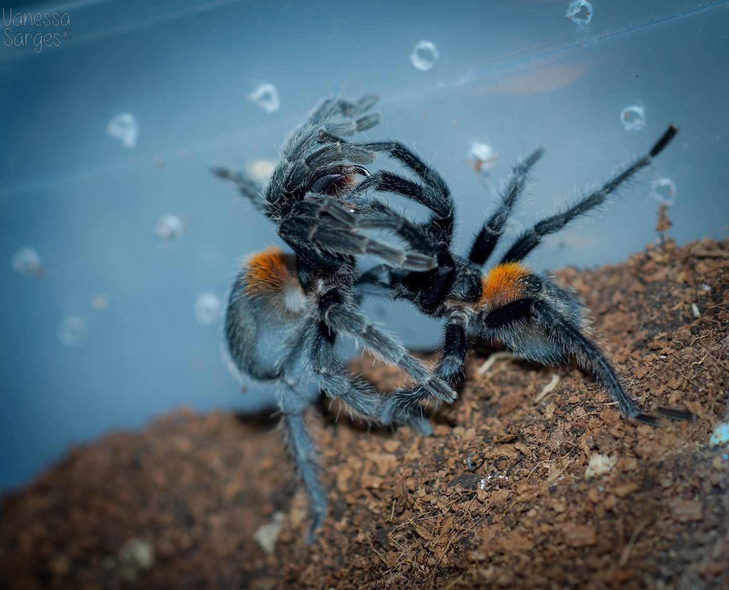 Homoeomma chilensis Successful Pairing