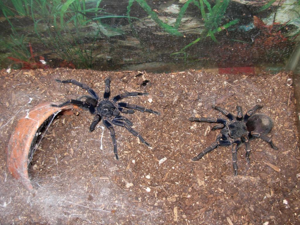 Homoeomma sp. blue  male and female