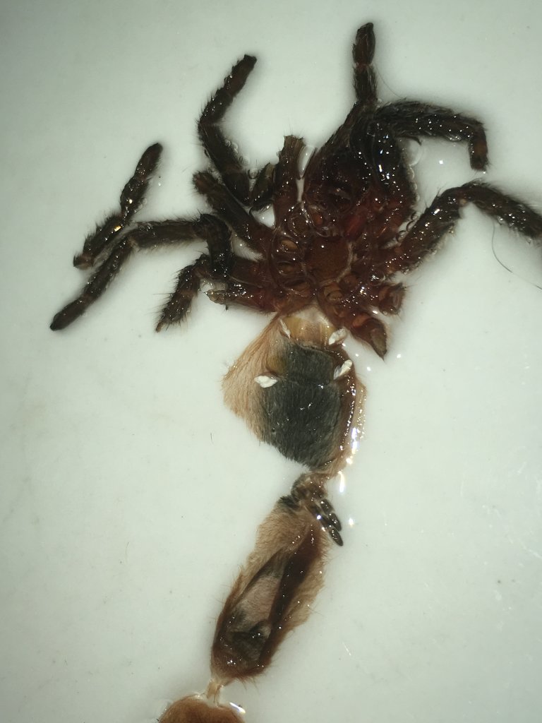 Homoeomma sp. "blue" [molt sexing]