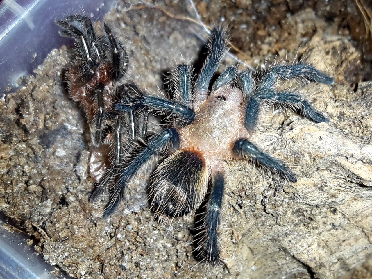 Homoeomma sp. blue peru