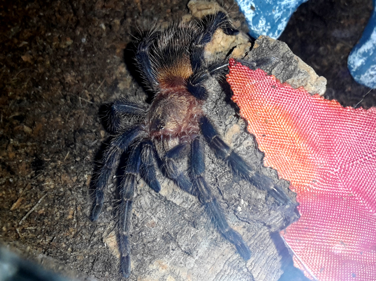 Homoeomma sp. blue peru