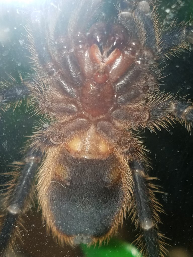 Homoeomma sp. "blue" [ventral sexing]