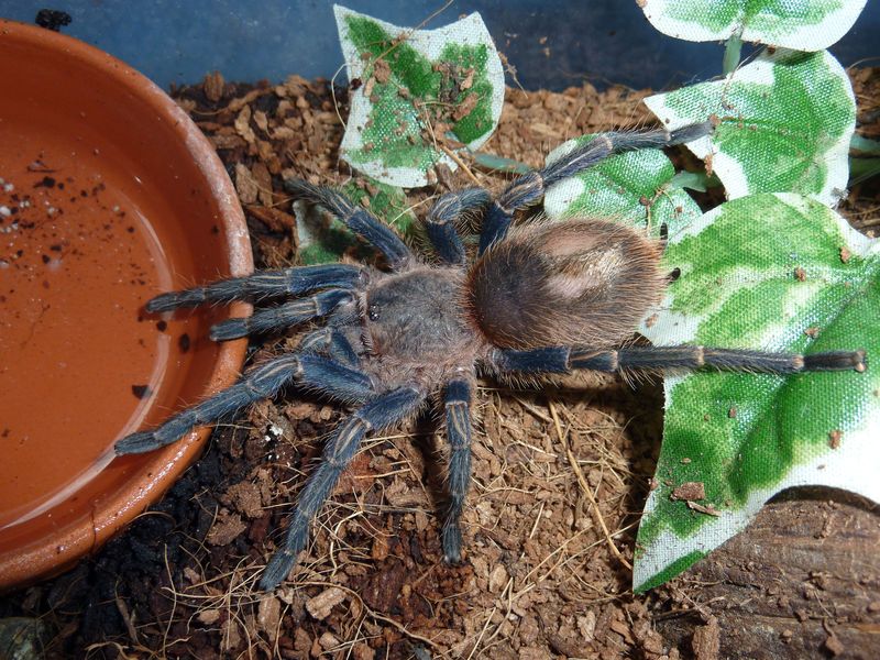 Homoeomma sp. "blue"