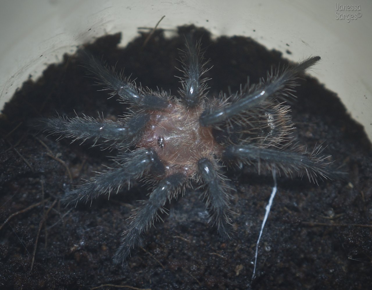 Homoeomma sp. Blue