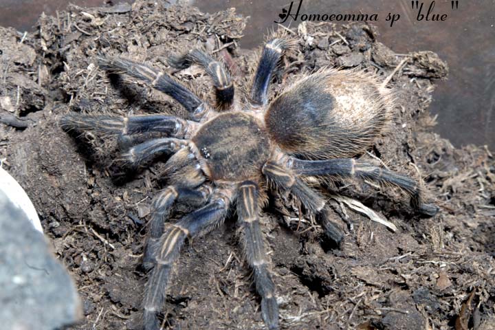 homoeomma sp "blue"