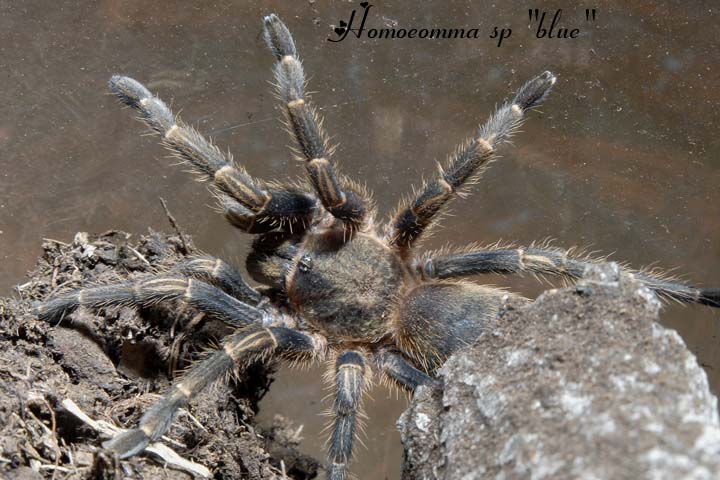 homoeomma sp "blue"