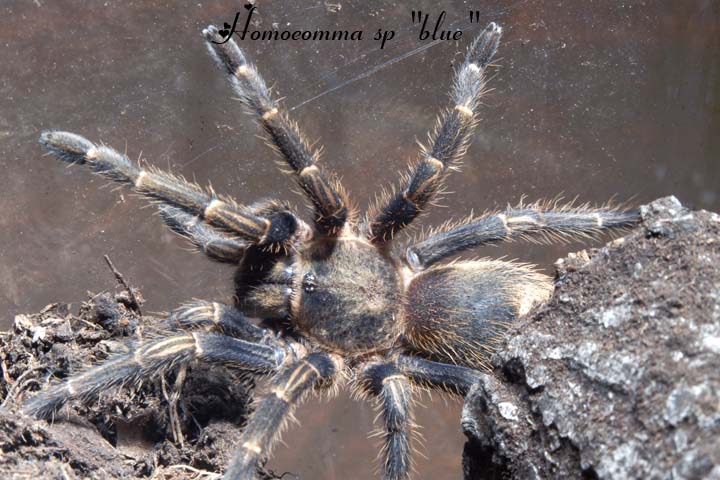 homoeomma sp "blue"