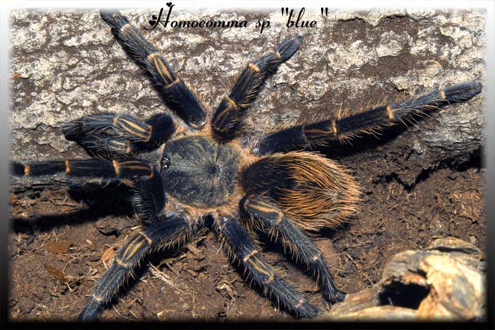 Homoeomma sp "blue"