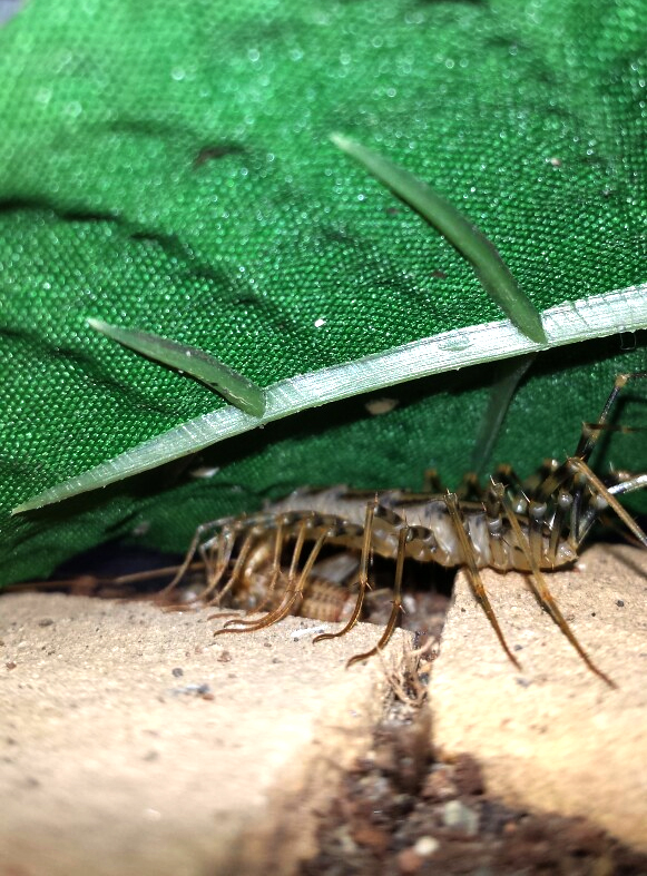 House Centipede (Scutigera Coleoptrata) eating cricket