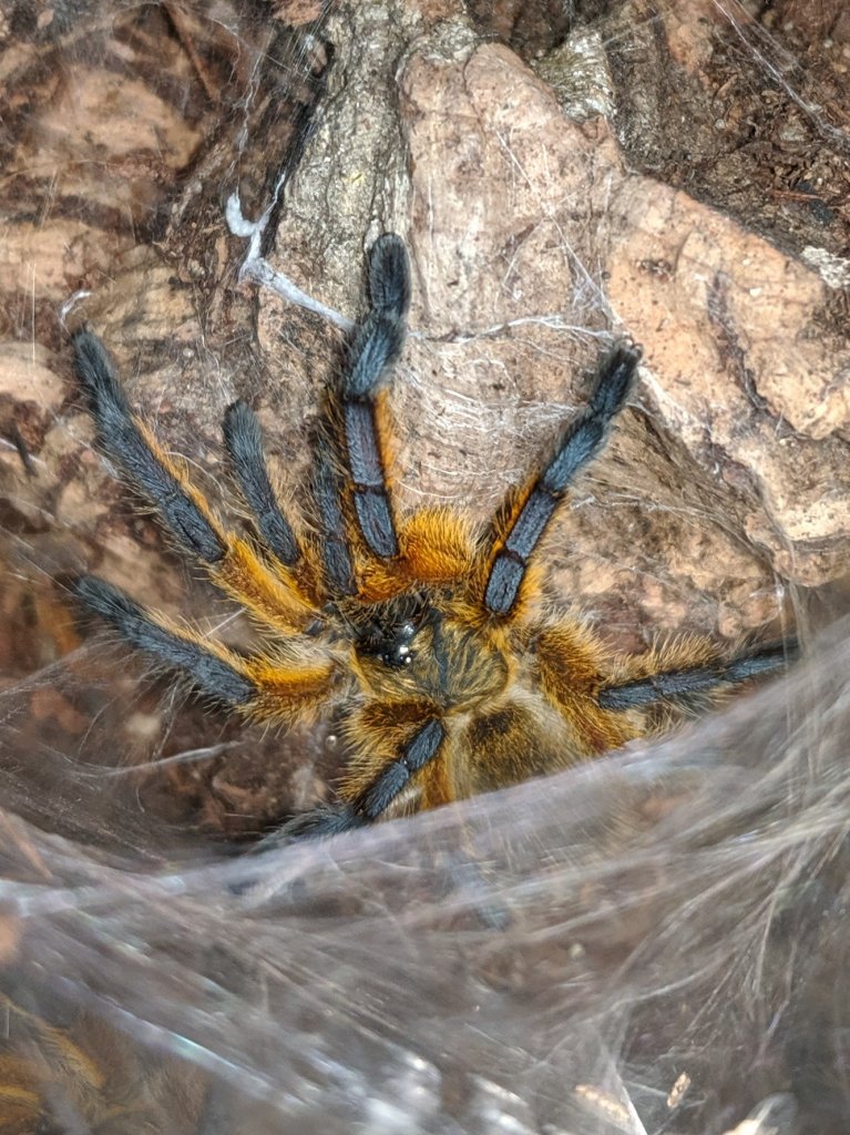 Hpulchripes