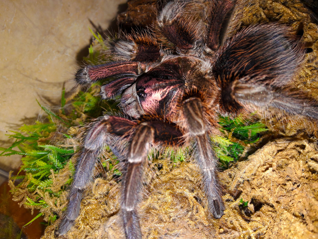 Huge female P. Antillensis