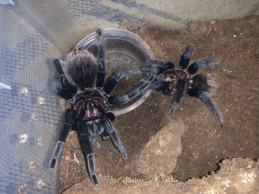 Huge Old Female Xenesthis sp. Blue mating