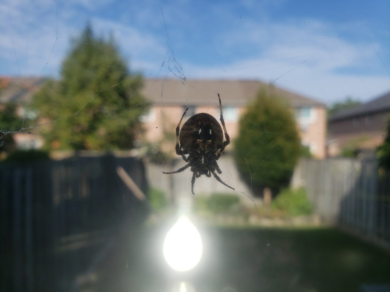 Huge Spider netting outside my house. Anyone know the species? 1