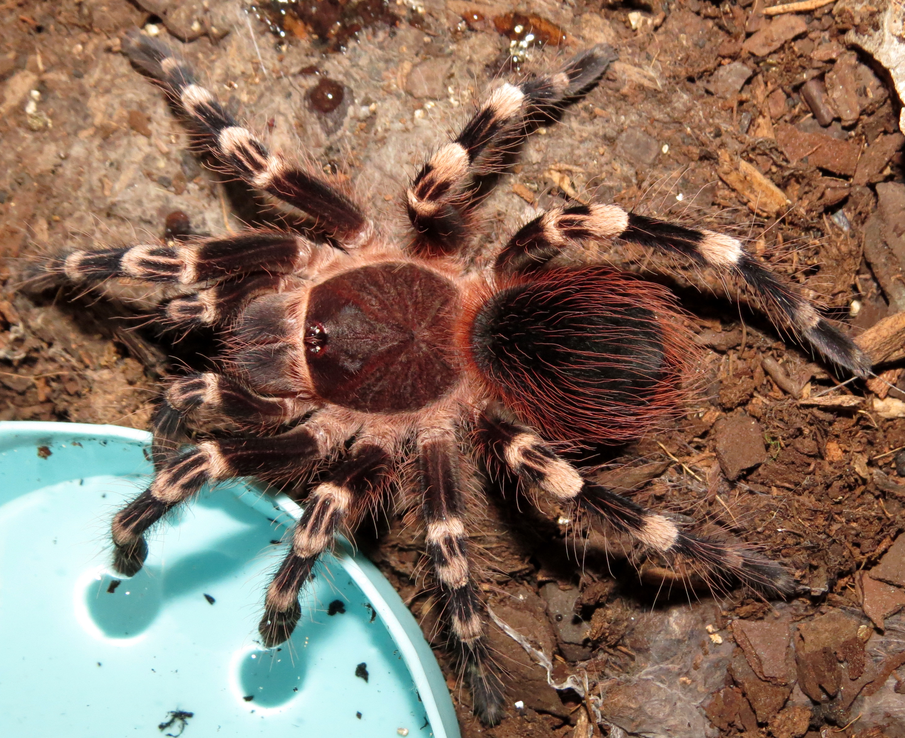 Hungry Genicula (♂ Acanthoscurria geniculata 4")