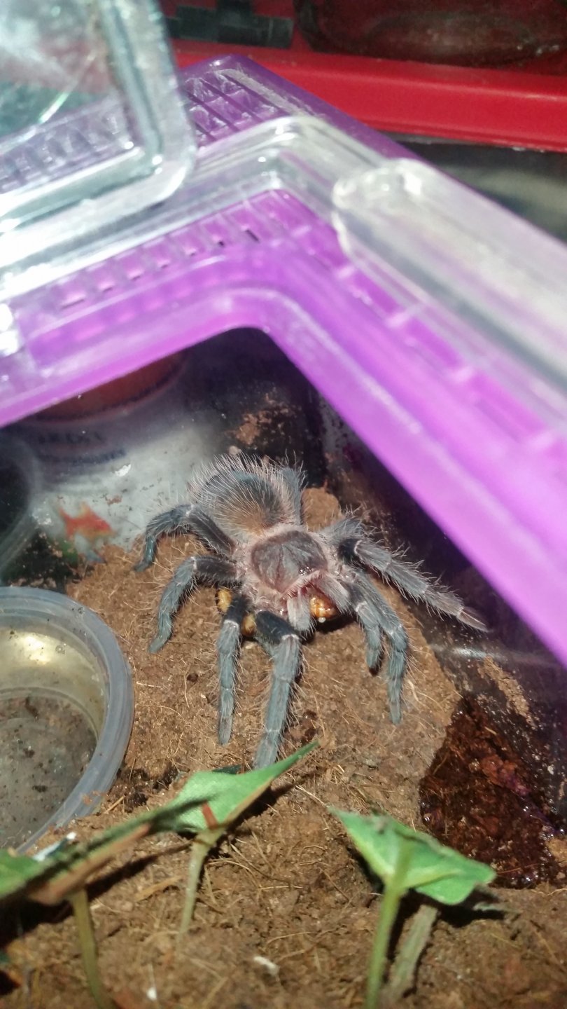 Hungry (Lasiodora parahybana)