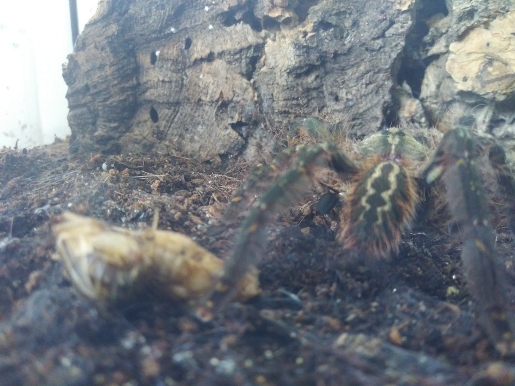 Hungry P.ornata