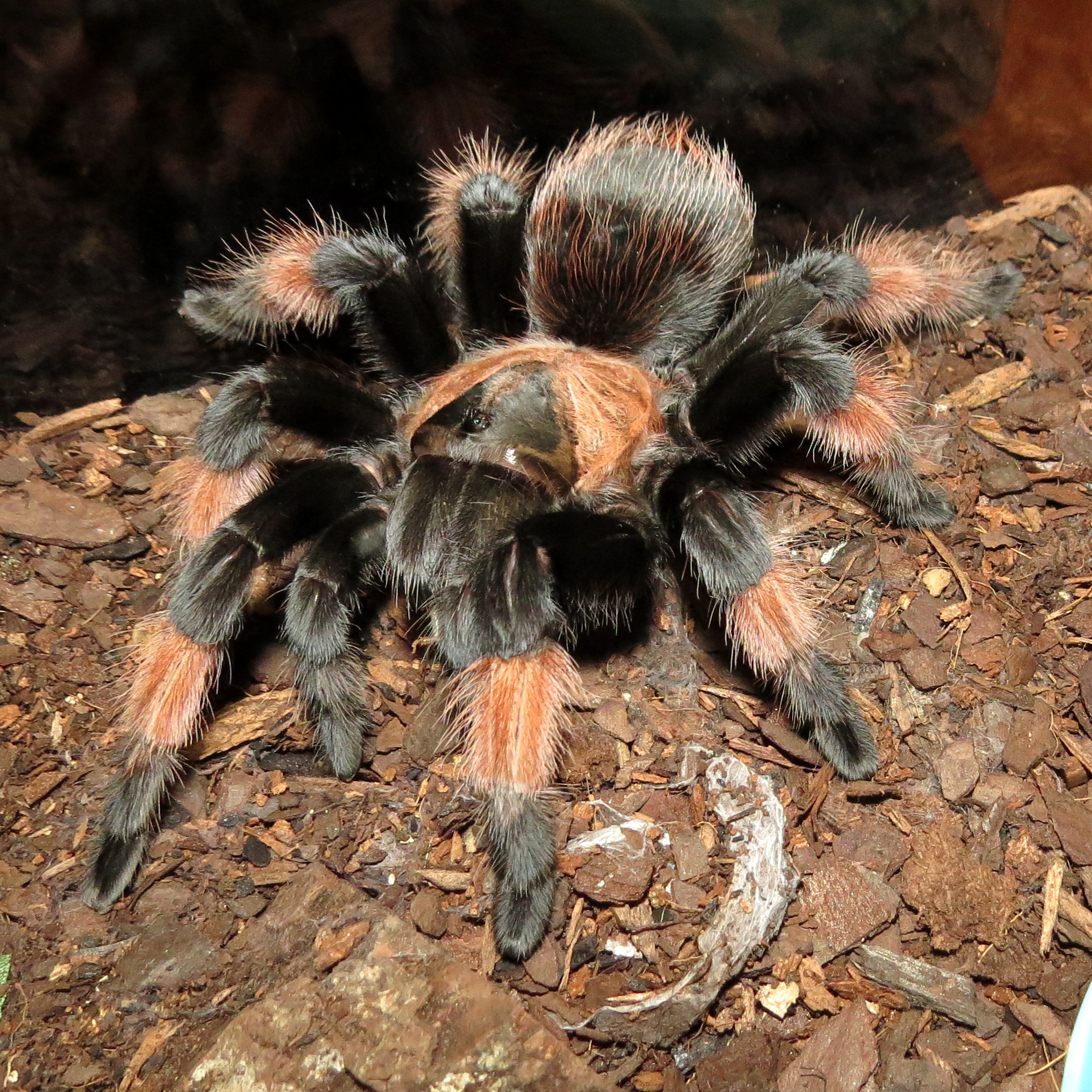 Hungry Petra (♀ Brachypelma emilia 4.5")