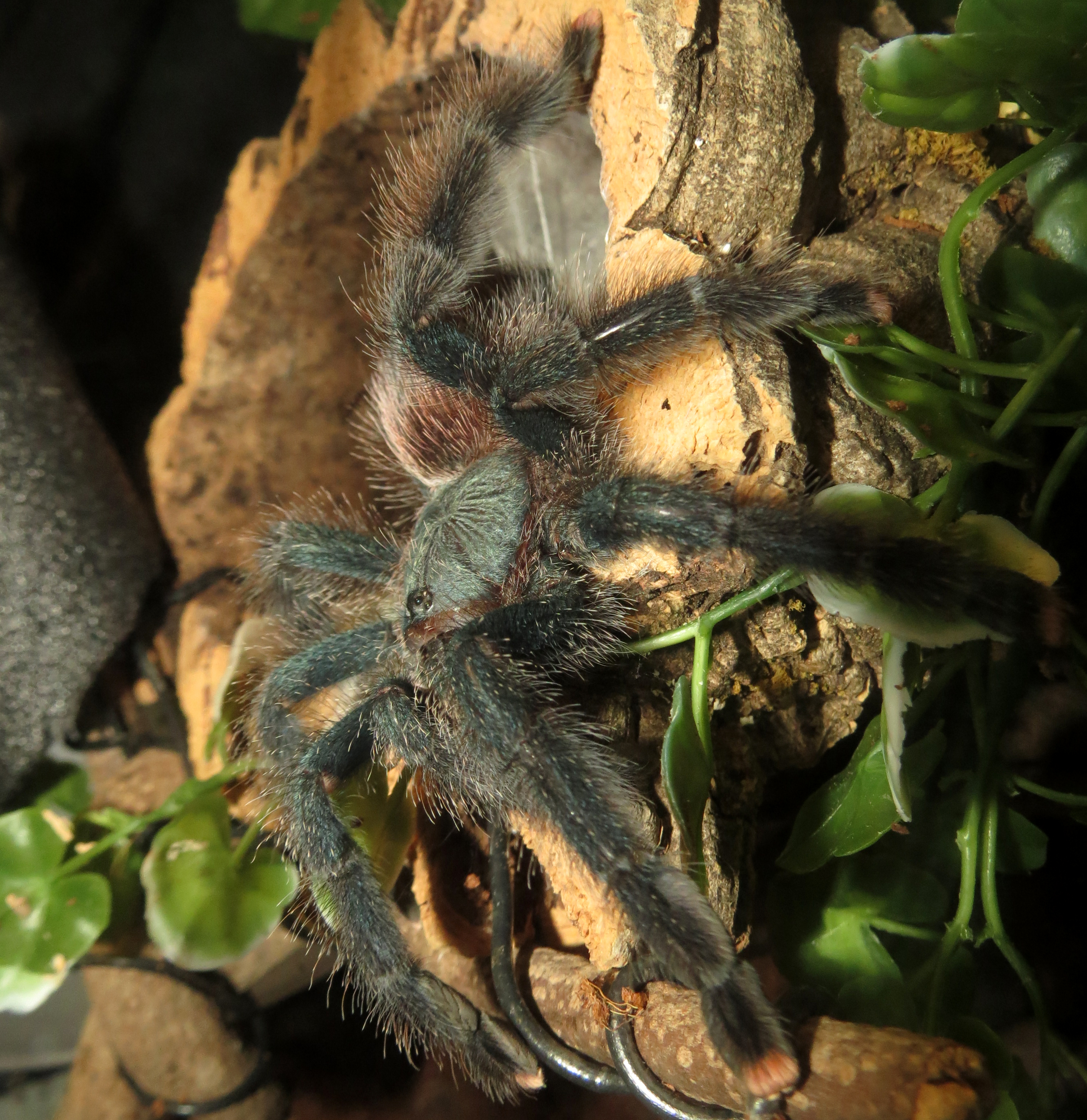 Hunting Mode (♀ Avicularia avicularia 5")