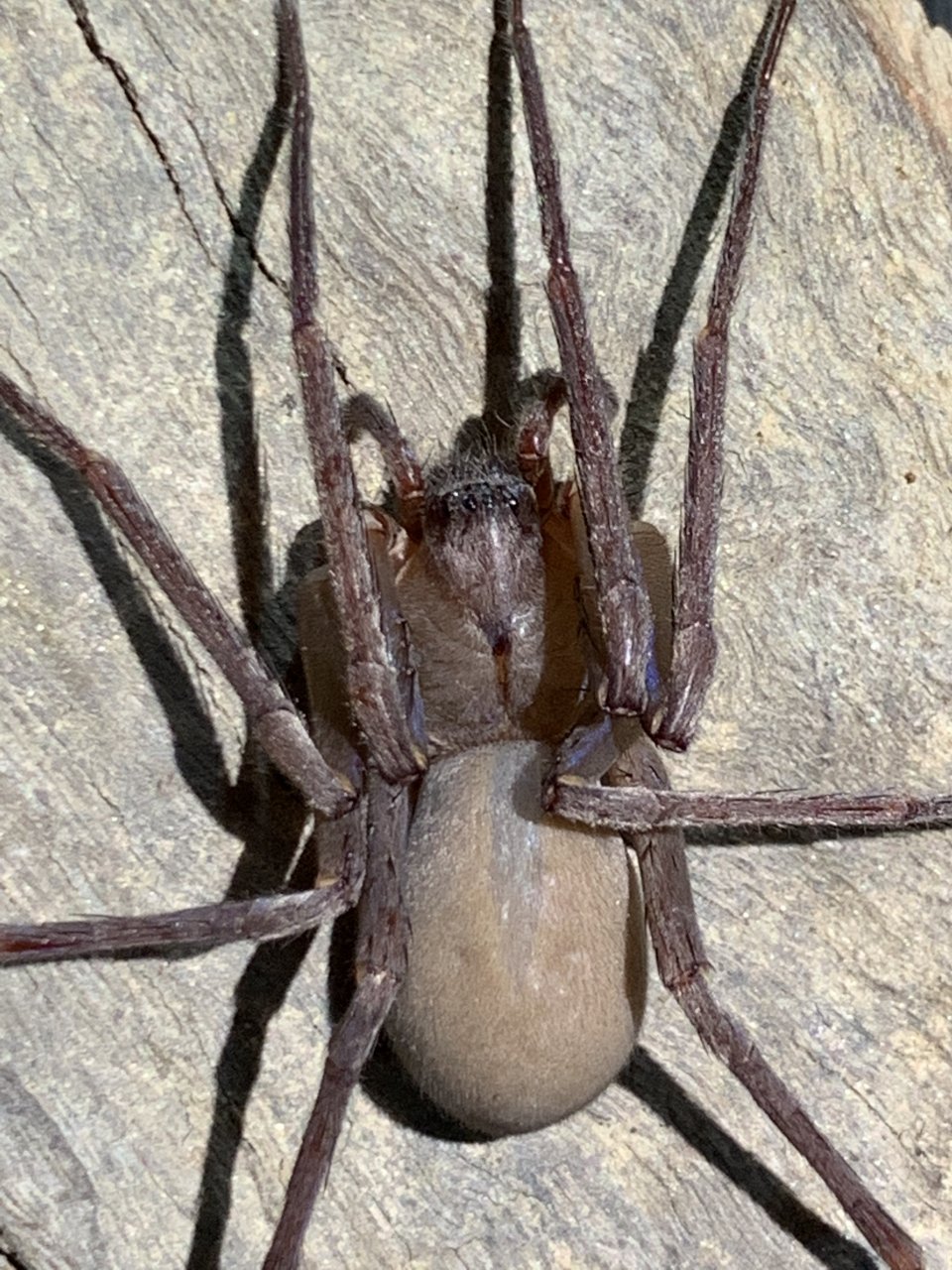 Huntsman of some kind carapace