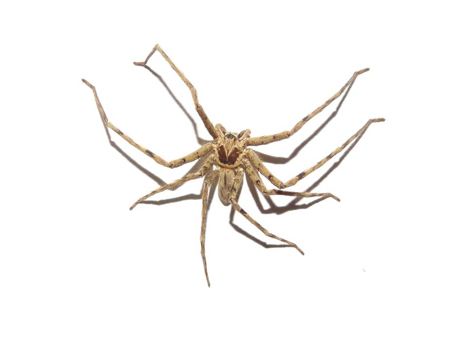 Huntsman Spider ID Request